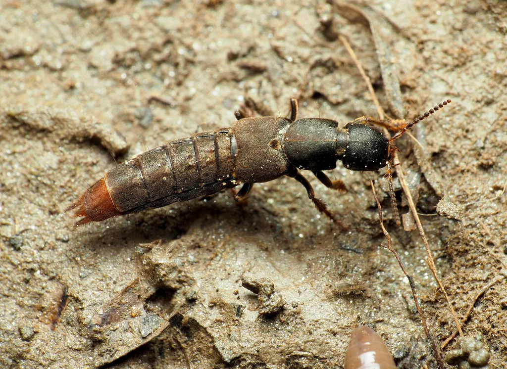 Platydracus mysticus - photo 2