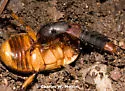 Platydracus phoenicurus - Platydracus phoenicurus