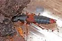 Platydracus phoenicurus - photo 2