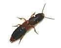 Platydracus phoenicurus - photo 3