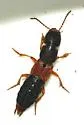 Platydracus phoenicurus - photo 4