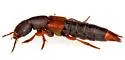 Platydracus phoenicurus - photo 5