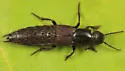 Platydracus praelongus - photo 3