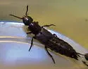 Platydracus praelongus - photo 4