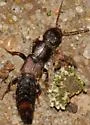 Platydracus praetermissus - photo 2