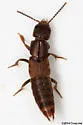 Platydracus praetermissus - photo 3
