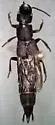 Platydracus praetermissus - photo 4