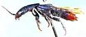 Platydracus rutilicauda - photo 2