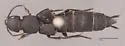 Platydracus sepulchralis - photo 4