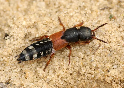 Platydracus stercorarius