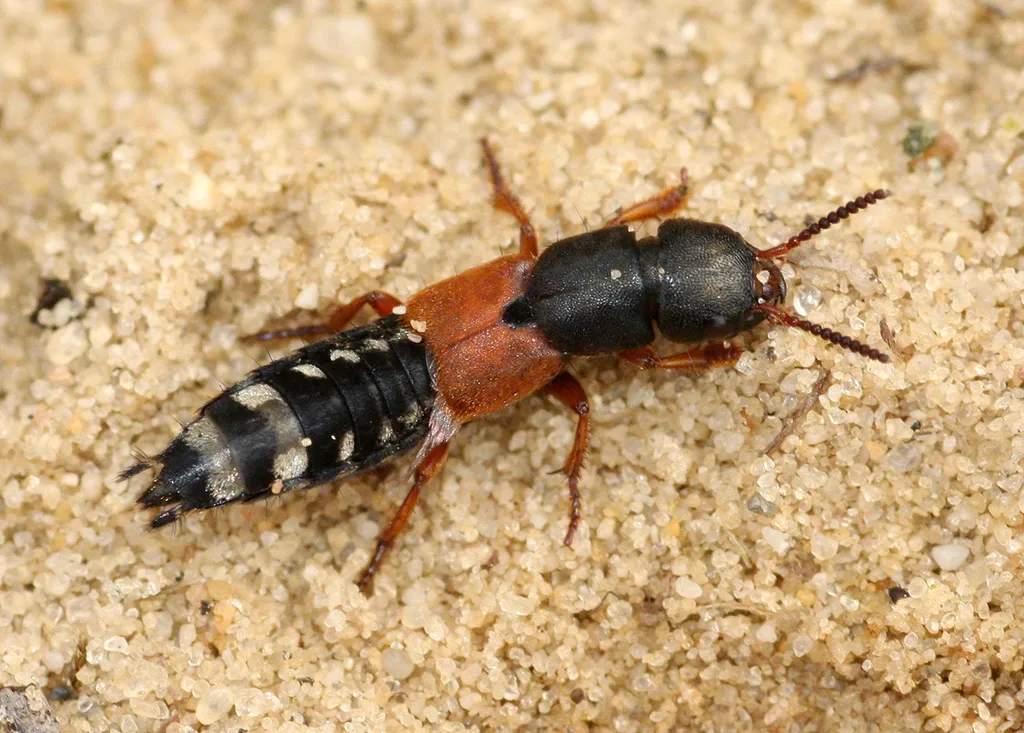 Platydracus stercorarius - photo 2