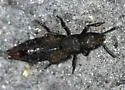 Platydracus tarsalis - Platydracus tarsalis