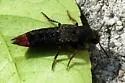 Platydracus tarsalis - photo 2