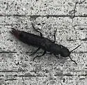 Platydracus tarsalis - photo 3