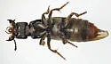 Platydracus tarsalis - photo 4