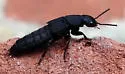 Platydracus tomentosus - photo 2