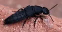 Platydracus tomentosus - photo 3