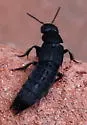 Platydracus tomentosus - photo 4