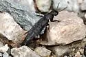 Platydracus tomentosus - photo 5