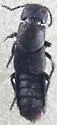 Platydracus undescribed-fla-b