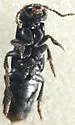 Platydracus undescribed-fla-b - photo 2