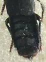 Platydracus undescribed-fla-b - photo 3