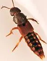 Platydracus undescribed-fla