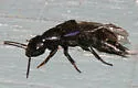 Platydracus violaceus
