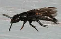 Platydracus violaceus - photo 2