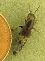 Platydracus violaceus - photo 3