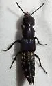 Platydracus violaceus - photo 4