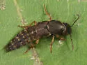 Platydracus viridanus