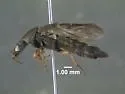Platydracus viridanus - photo 2