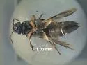 Platydracus viridanus - photo 3