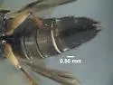 Platydracus viridanus - photo 4