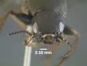 Platydracus viridanus - photo 5
