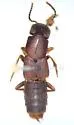 Platydracus zonatus