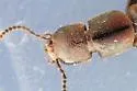 Platydracus zonatus - photo 2