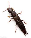 Platydracus zonatus - photo 4
