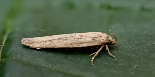 Platyedra subcinerea - photo 2