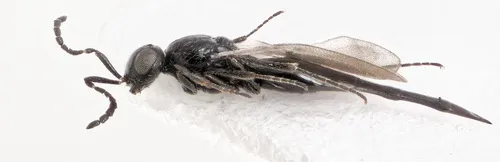 Platygaster munita - photo 2