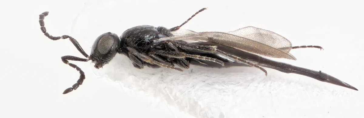 Platygaster munita - photo 3
