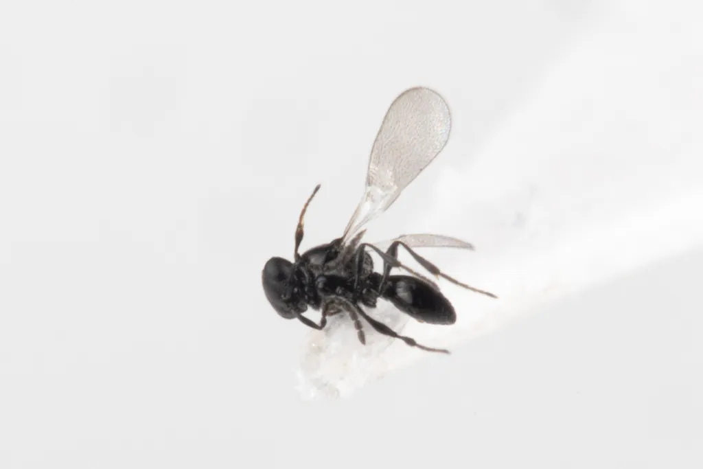 Platygaster pelias - photo 2