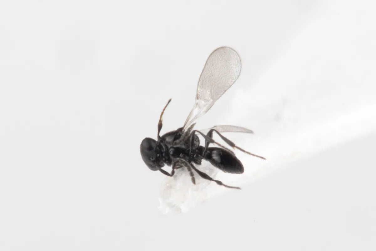 Platygaster pelias - photo 3