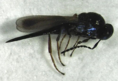 Platygaster podocarpi