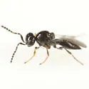 Platygaster rubi