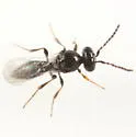 Platygaster rubi - photo 2