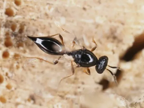 Platygaster tubulosa