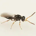 Platygaster uvulariae