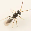Platygaster uvulariae - photo 2